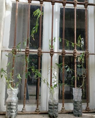 salix babylonica tortuosa (salice contorto)