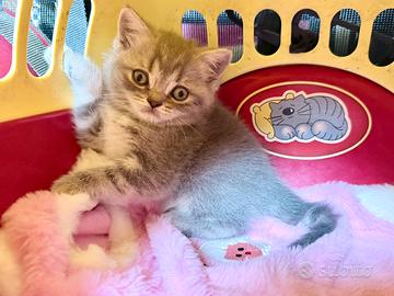 Gattina British shorthair silver