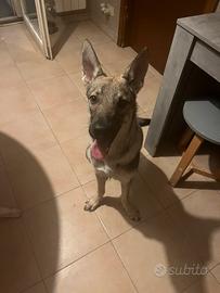 Cucciolo di lupo cecoslovacco