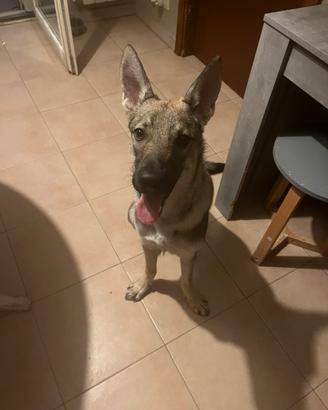 Cucciolo di lupo cecoslovacco