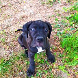Cucciolo di cane corso Nero
