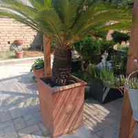 CYCAS CON VASO