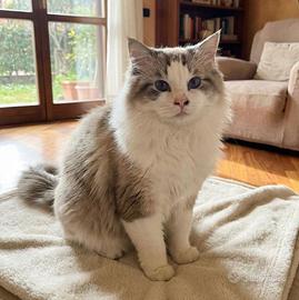 Disponibile ragdoll maschio per accoppiamento