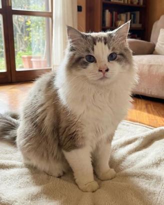 Disponibile ragdoll maschio per accoppiamento