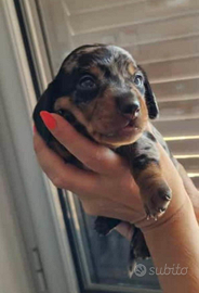 Cuccioli bassotto arlecchino