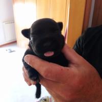 Cuccioli di staffordshire bull terrier