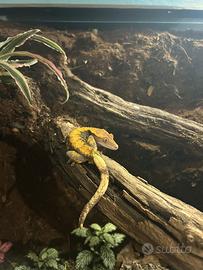 Geco ciliatus (M) halloween + terrario bioattivo