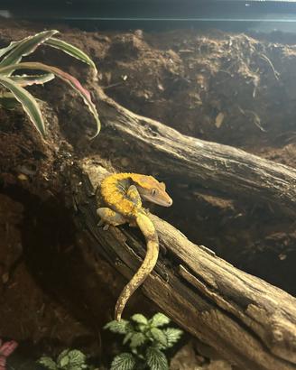 Geco ciliatus (M) halloween + terrario bioattivo