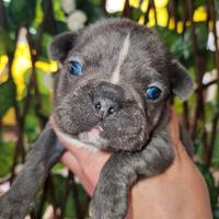 Bulldog Francese blu