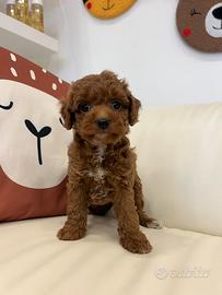 Maltipoo toy