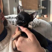 Chihuahua toy