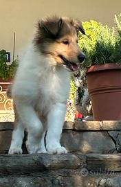 Cucciolo Pastore Scozzese