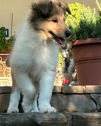 Cucciolo Pastore Scozzese