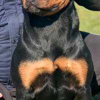Valuto adozione Rottweiler