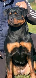 Valuto adozione Rottweiler