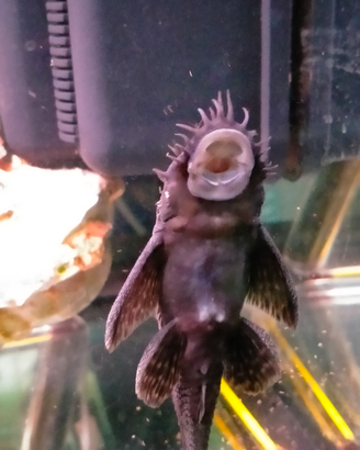Ancystrus x acquari