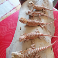 Pogona vitticeps (baby)