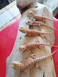Pogona vitticeps (baby)