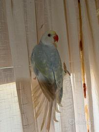 Papagallo