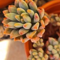 mix piante succulente 