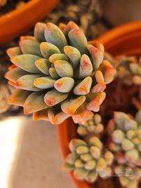 mix piante succulente 