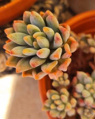 mix piante succulente 