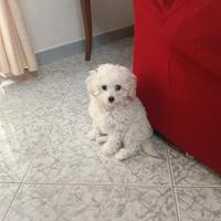 Ultimo cucciolo di barboncino Toy bianco