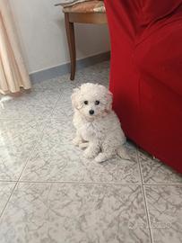 Ultimo cucciolo di barboncino Toy bianco