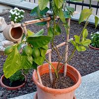 3 Piante Limone 48 euro
