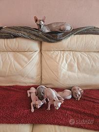 Canadian Sphynx 
