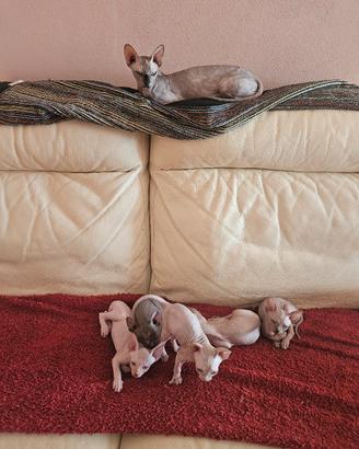 Canadian Sphynx 