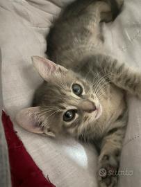 Luna splendida gattina