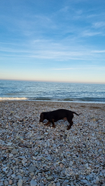 Bassotto tedesco 6 mesi