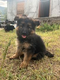 Cuccioli pastore tedesco a pelo lungo