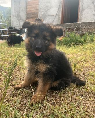 Cuccioli pastore tedesco a pelo lungo
