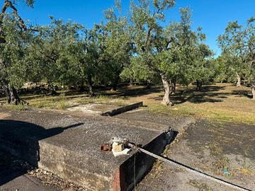 TERRENO AGRICOLO S.P 88 TRA GIOVINAZZO/BITONTO