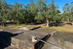 TERRENO AGRICOLO S.P 88 TRA GIOVINAZZO/BITONTO