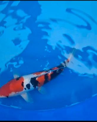 Carpe koi giapponesi