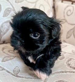 Cucciolo Shitzu nero Valentino (Shih Tzu)