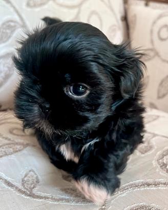Cucciolo Shitzu nero Valentino (Shih Tzu)