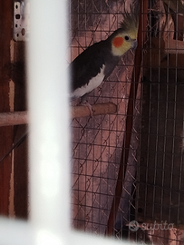 Coppie riproduttive di pappagalli