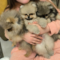 Spitz di pomerania nano