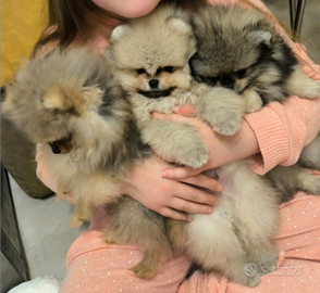 Spitz di pomerania nano