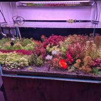 Lotti piante acquario