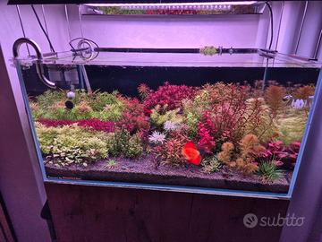 Lotti piante acquario