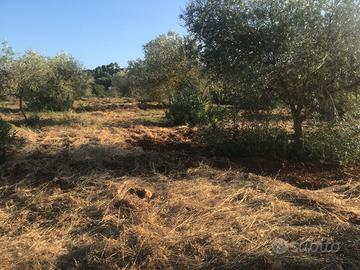 Oliveto in produzione