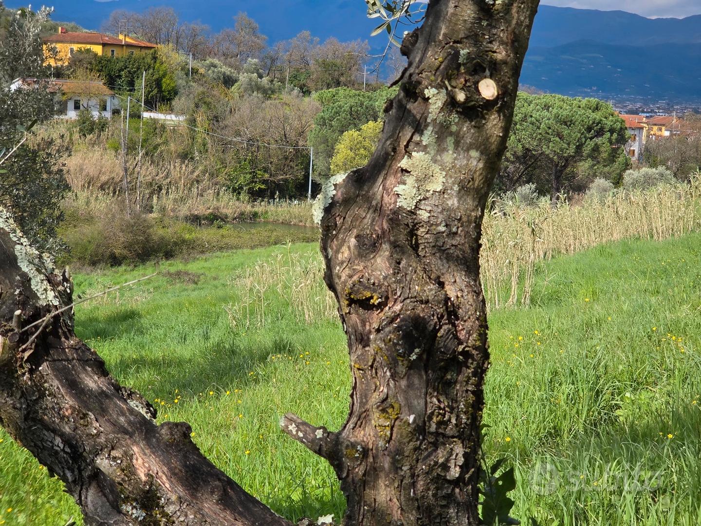Terreno agricolo - oliveta - Vista 4