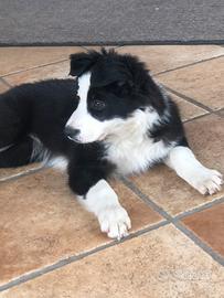 Border Collie