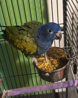 Pionus Menstruus