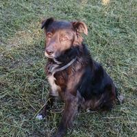 Cucciolo pieno di amore